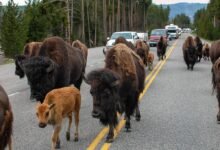 黄石自驾遇到野牛堵路:不能按喇叭+25 码距离,bison jam 怎么过-美国通