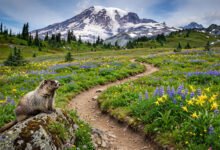 雷尼尔雪山Skyline Trail环线:Paradise出发几英里、冰川土拨鼠与野花季时间-美国通