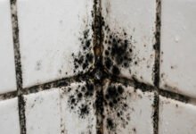出租房长黑霉了谁负责？美国霉菌（mold）房东维修义务与租客维权全解-美国通