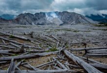 圣海伦斯火山 Johnston Ridge 去不了了？2026 年正确打开方式与 Windy Ridge 替代路线-美国通