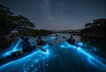 波多黎各荧光海湾怎么去：月相选择、预约与 Vieques 交通全解-美国通