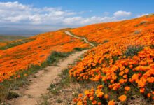 Antelope Valley 罂粟花海什么时候开？加州州花季预测、观赏点与停车-美国通