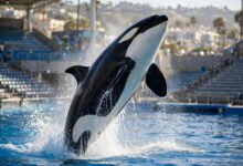 SeaWorld 海洋世界还值得去吗?虎鲸表演取消后,奥兰多和圣地亚哥两园对比-美国通
