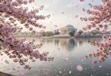 华盛顿DC樱花什么时候去?Peak Bloom 预测和赏花点全攻略-美国通