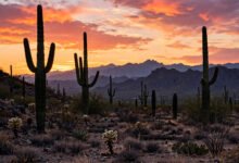 仙人掌国家公园东区西区去哪个?Rincon 和 Tucson Mountain 对比-美国通