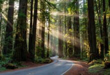 红杉国家公园 Avenue of the Giants:31 英里红杉大道自驾+徒步点-美国通