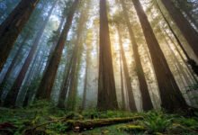 红木 Tall Trees Grove:世界最高树要抽签才能看?-美国通