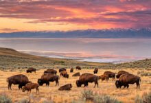 盐湖城大盐湖值得去吗?Antelope Island 州立公园玩法全解-美国通