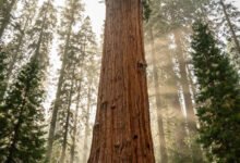 红杉国家公园 General Sherman 巨杉怎么去?Moro Rock 日出与一日精华线-美国通