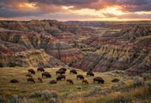 Theodore Roosevelt 国家公园:Elkhorn Ranch、野牛群与北达科他恶地-美国通