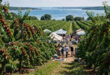 樱桃季去Traverse City:第100届全国樱桃节值不值得去-美国通