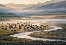 黄石 Lamar Valley 看野生动物:几点到、带什么镜、狼群出没时间与熊喷雾-美国通